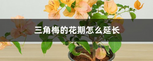 三角梅的花期怎么延长