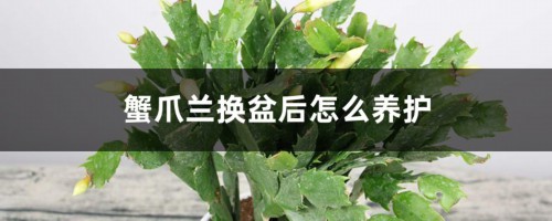 蟹爪兰换盆后怎么养护