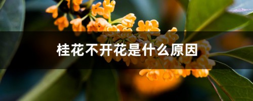 桂花不开花是什么原因