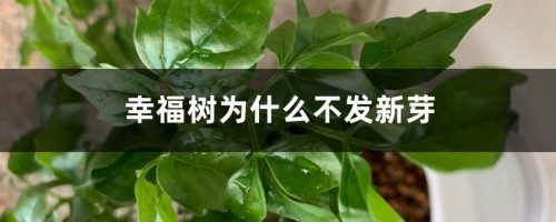 幸福树为什么不发新芽