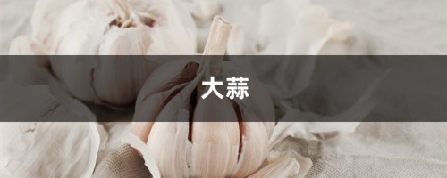 大蒜葱叶丢盆里，花像打了鸡血，蹭蹭蹭爬满阳台！