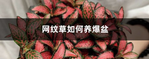 网纹草如何养爆盆