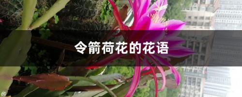 令箭荷花的花语和寓意，有什么传说故事