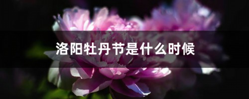 洛阳牡丹节是什么时候