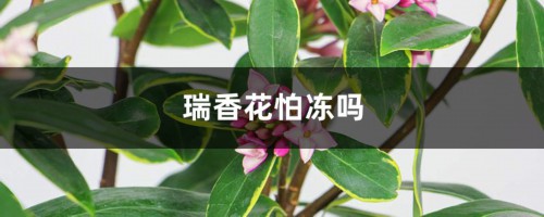 瑞香花怕冻吗