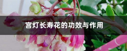 宫灯长寿花的功效与作用