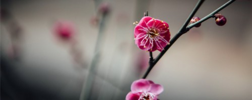 丹东适合养什么花，市花和市树是什么