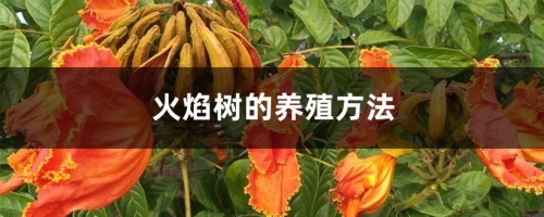 火焰树的养殖方法