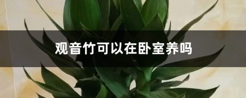 观音竹可以在卧室养吗