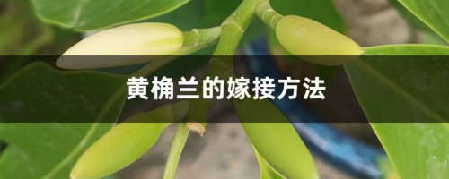 黄桷兰的嫁接方法