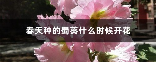 春天种的蜀葵什么时候开花