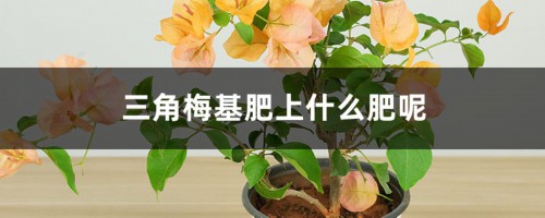 三角梅基肥上什么肥呢，三角梅开花上什么肥