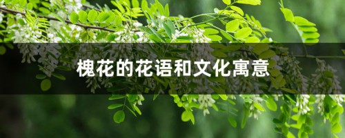 槐花的花语和文化寓意