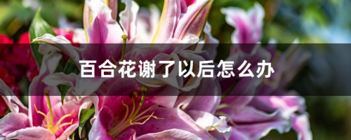 百合花谢了以后怎么办