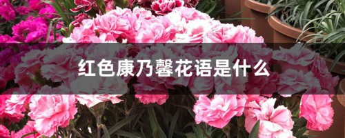 红色康乃馨花语（附不同颜色、枝数的花语含义）