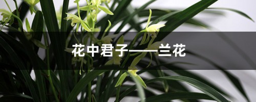 花中君子——兰花