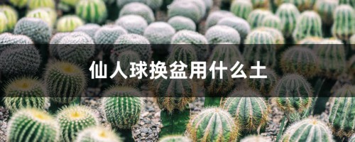 给“仙人球”换盆，用上这个小技巧，能养10年还开花！