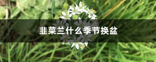 韭菜兰什么季节换盆