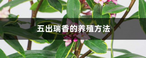 五出瑞香的养殖方法