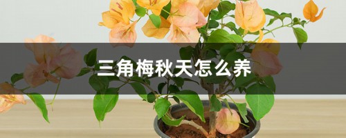 三角梅秋天怎么养