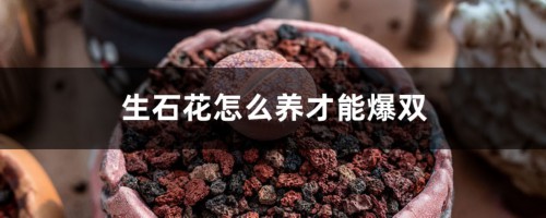 生石花怎么养才能爆双