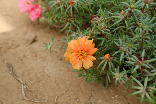 太阳花