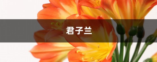 花盆太深真要命，长寿君子兰养1盆死1盆，赶紧换！