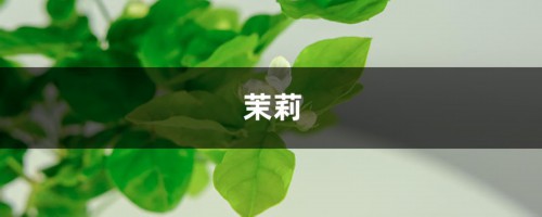 茉莉长寿爆盆10年，全靠这句话，不知道亏大了！