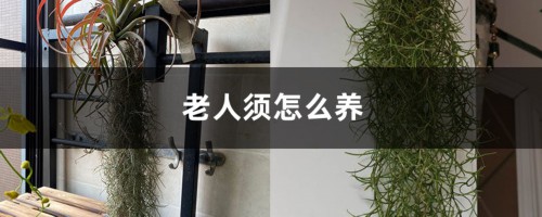 老人须怎么养