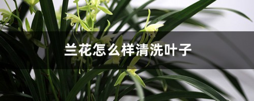 兰花怎么样清洗叶子