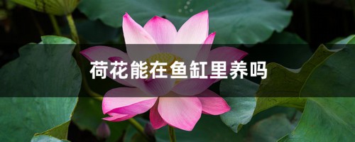 荷花能在鱼缸里养吗