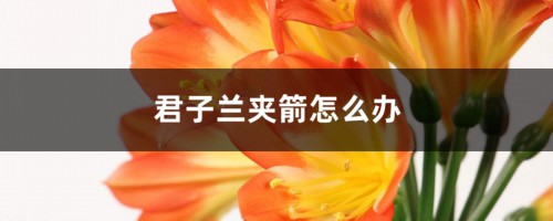 君子兰夹箭怎么办