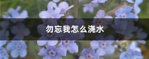 勿忘我怎么浇水