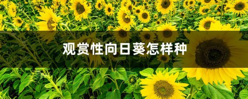 观赏性向日葵怎样种