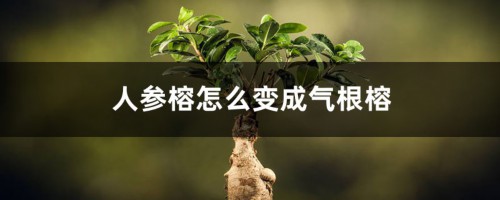 人参榕怎么变成气根榕