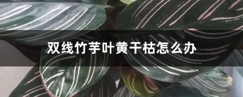 双线竹芋叶黄干枯怎么办