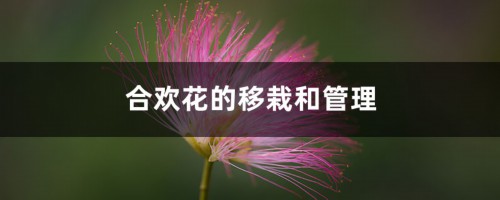 合欢花的移栽和管理